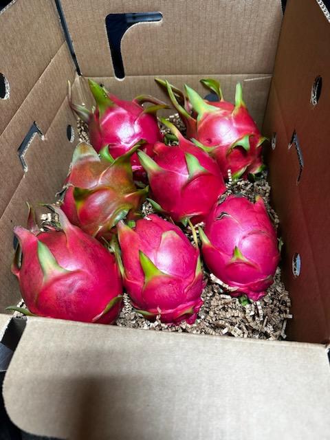 Dragon Fruit